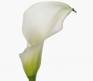 CALLA CRYSTAL BLUSH 45